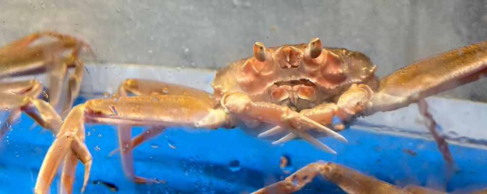 活ずわいがに